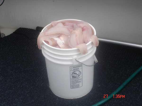 bucket of walleye fillets